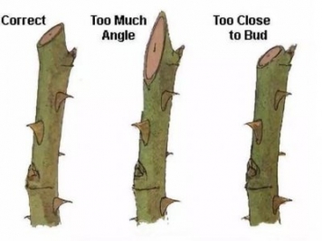 夏天修剪月季，开花前后，下手位置大不同，别剪错了