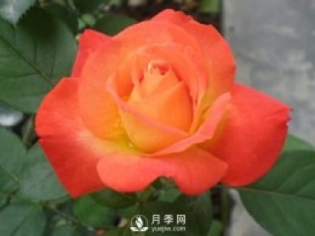 月季的高效培养技能