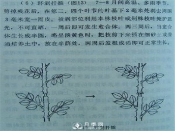 环剥法扦插欧月具体方法