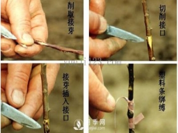 月季嫁接技术方法图解