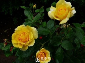 月季的栽培分为设施栽培和露地栽培两种