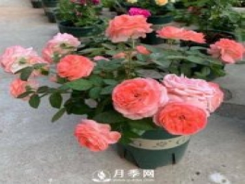 如何养护盆栽月季？施肥是关键