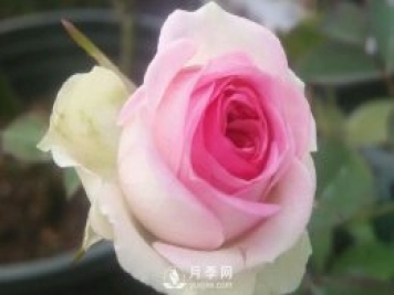 小伊甸园月季Mimi Eden推荐