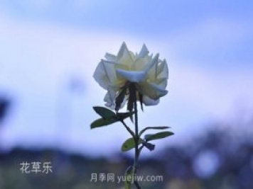 区分月季、玫瑰的七个技巧