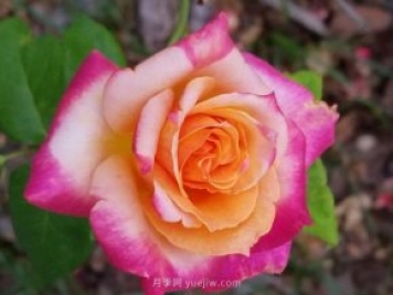 月季频繁黑杆的三个原因和处理办法