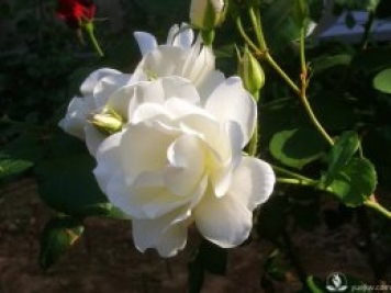 管理月季花的计划表，二月份月季养护要怎么做？