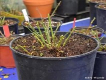 二月里的月季苏醒，发出了小嫩芽，要助它实现复苏计划！