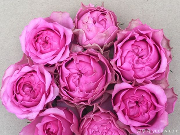 四吻月季(图1) 四吻月季(图1)