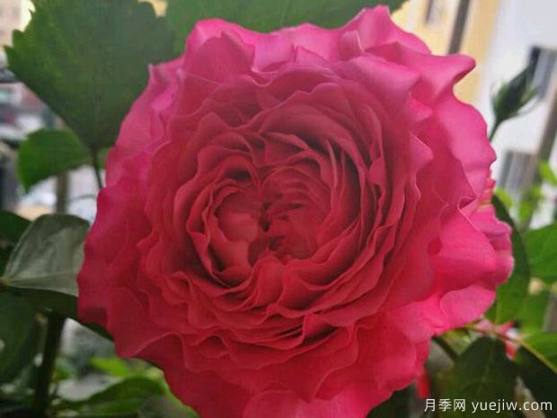 四吻月季(图2) 四吻月季(图2)