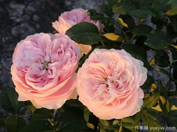 四吻月季(图3) 四吻月季(图3)