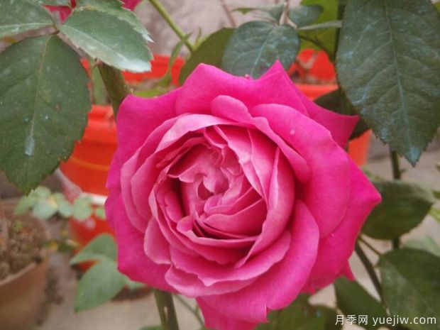 四爱月季/一切为了爱(图1)