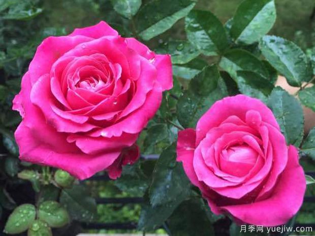 四爱月季/一切为了爱(图3)