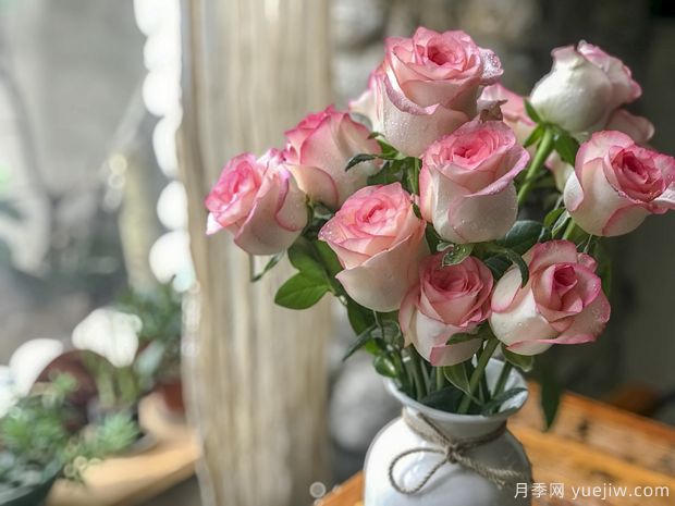 红袖玫瑰月季(图3)