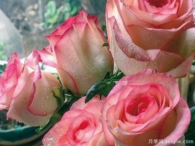 红袖玫瑰月季(图2)