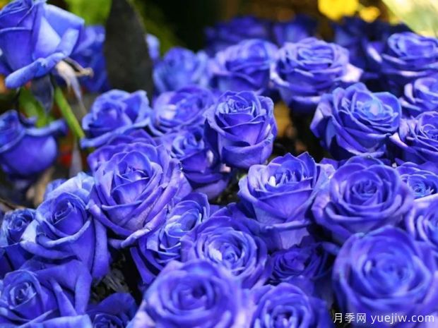 蓝色妖姬代表什么含义？(图1)