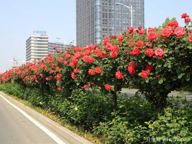古桩月季树的实用效果(图1)