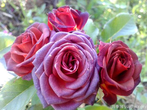 棕色糖果月季/红糖(图2)