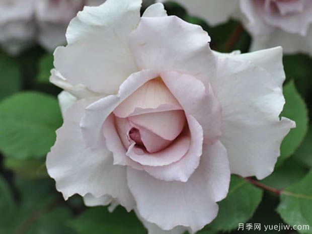 大地天使亚列尔月季的优缺点是什么？(图1)