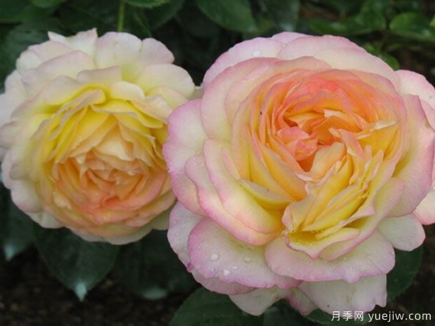 蝴蝶夫人月季(图3) 蝴蝶夫人月季/娇兰光子月季(图4)