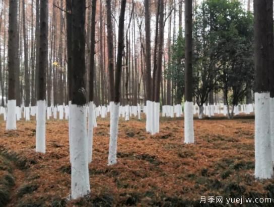 树木涂白注意事项(图1)