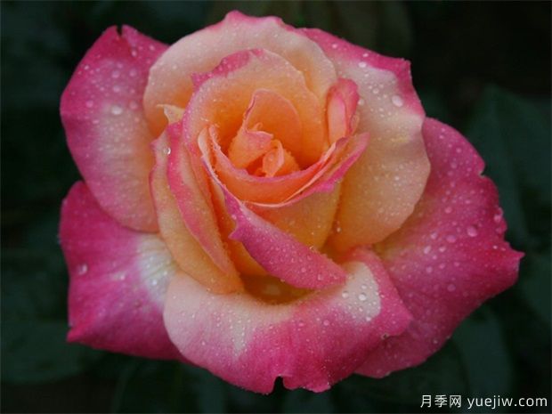 夏季月季养护注意3点,月季枝繁叶茂(图1) 夏季月季养护注意3点,月季枝繁叶茂(图1)