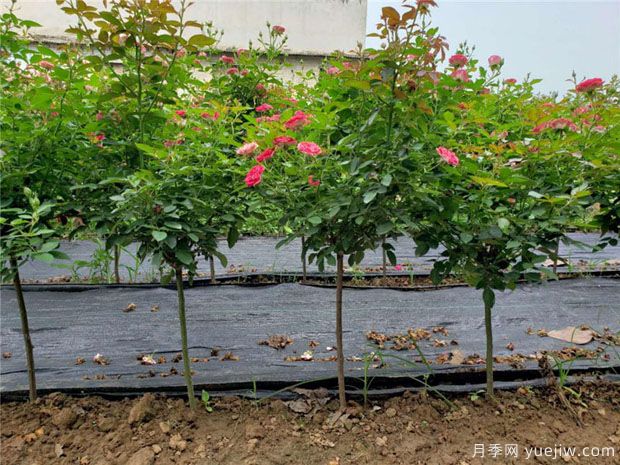 冬天1月月季管理养护该如何做(图1) 冬天1月月季管理养护该如何做(图1)