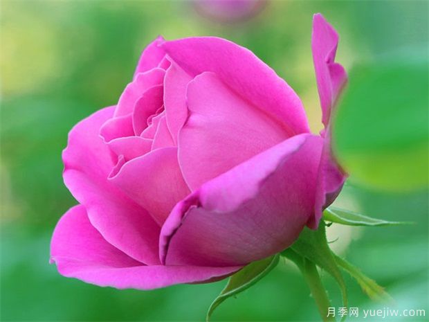 月季溯源(图1) 月季溯源(图1)