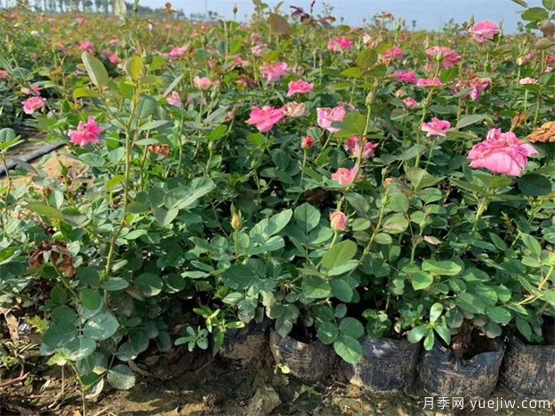盆栽月季管理(图1) 盆栽月季管理(图1)