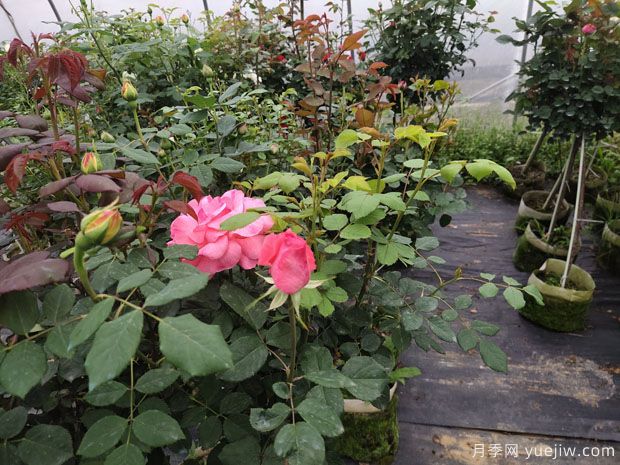 冬季修剪月季花的方法(图1) 冬季修剪月季花的方法(图1)