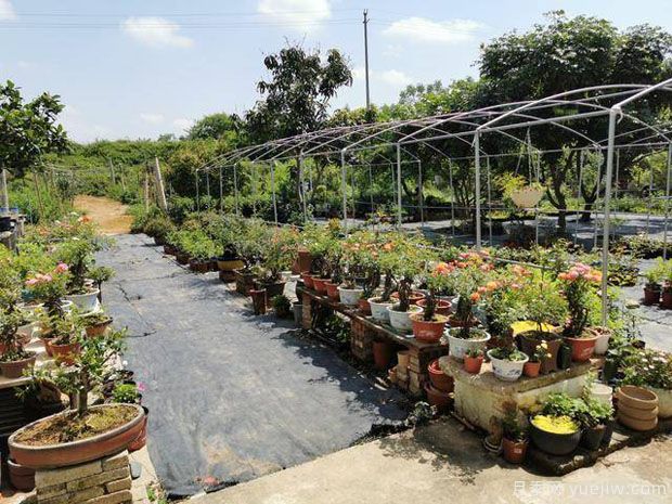 惠州朱诗豪:月季园里开出致富花(图1) 惠州朱诗豪:月季园里开出致富花(图1)