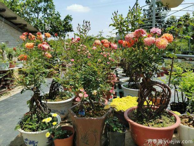 惠州朱诗豪:月季园里开出致富花(图2) 惠州朱诗豪:月季园里开出致富花(图2)