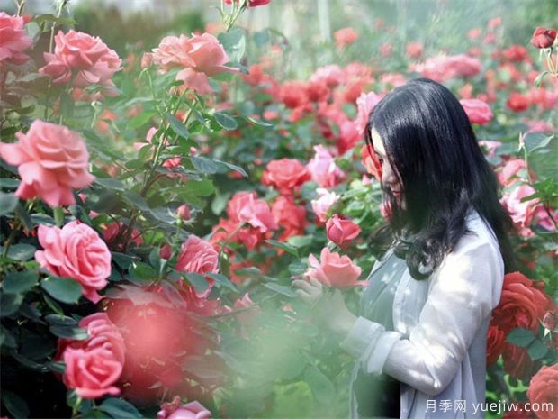 月季花怎么修剪才能越开越多(图1) 月季花怎么修剪才能越开越多(图1)