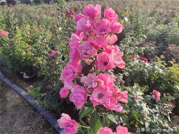 适合夏季的藤本月季有哪些 35℃能开花(图3)