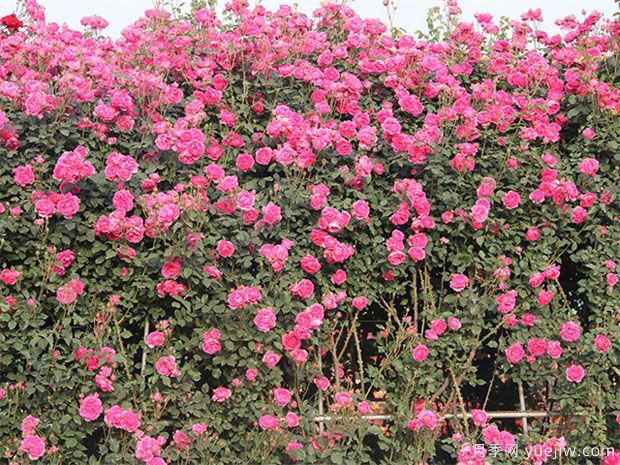 露地栽培月季的防寒越冬(图1) 露地栽培月季的防寒越冬(图1)