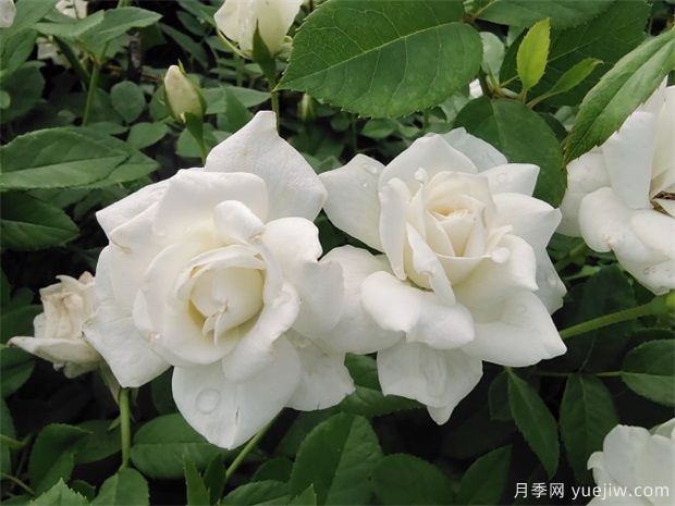 月季影响嫁接成活的重要因素(图1) 月季影响嫁接成活的重要因素(图1)