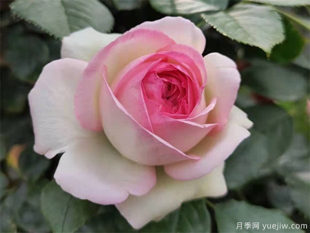 藤本月季的养护管理(图1) 藤本月季的养护管理(图1)