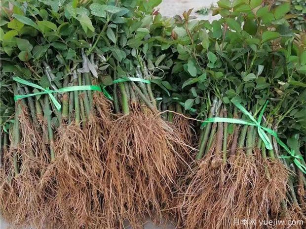 月季小苗扦插不成活的原因分析(图1) 月季小苗扦插不成活的原因分析(图1)