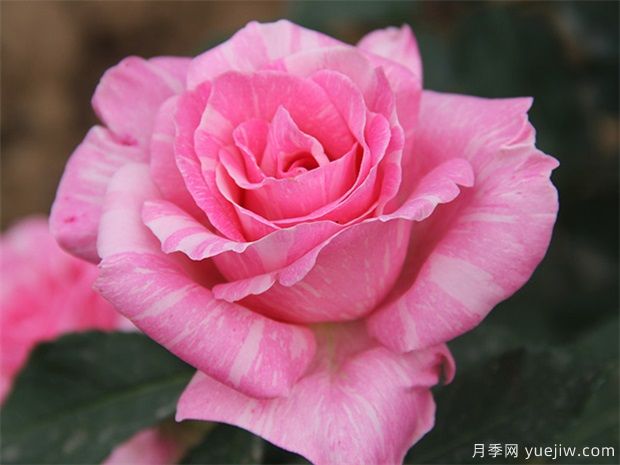 玫瑰花语大全(图1) 玫瑰花语大全(图1)