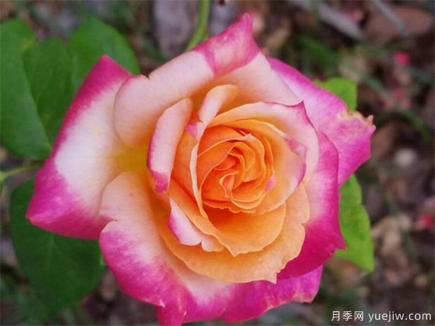 中国古老月季的演化历程(图1) 中国古老月季的演化历程(图1)