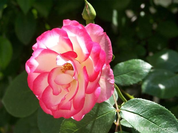 月季花的作用和价值：药用食用和观赏价值(图1)