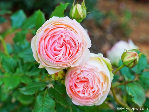 夏天月季病害的防治方法(图1)