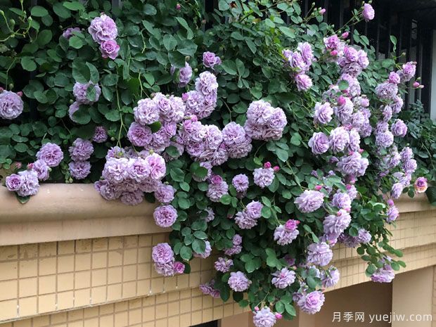 推荐3个适合新手栽种的多头勤花月季(图2)
