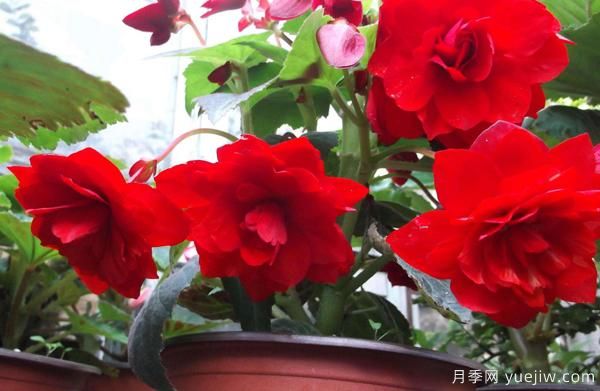 怎样防治树状月季疮痂病病害?(图1) 怎样防治树状月季疮痂病病害?(图1)