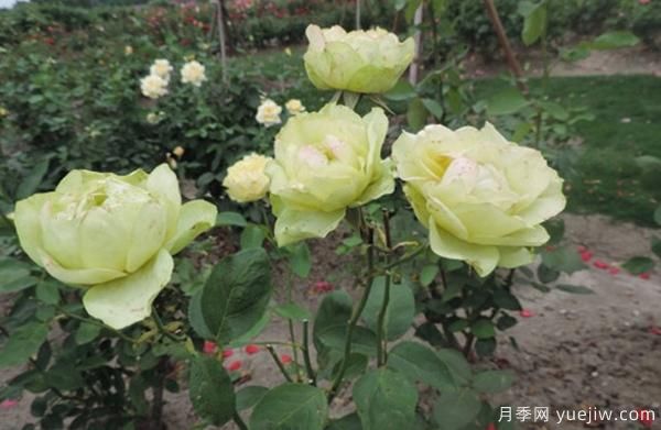 种植4公分树状月季可不可以用草木灰?(图1) 种植4公分树状月季可不可以用草木灰?(图1)