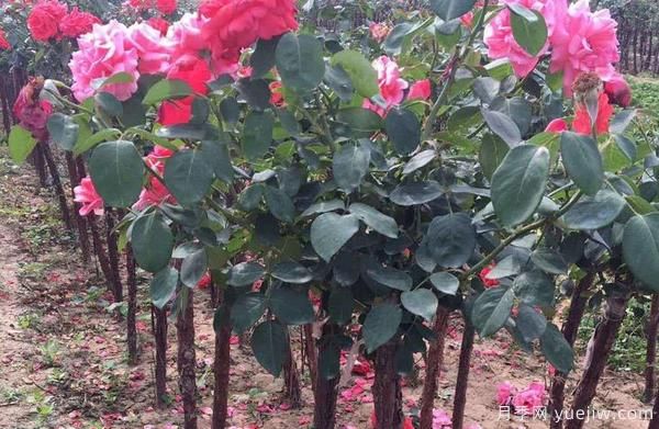 高杆树状月季可不可以用磷酸二氢钾?(图1) 高杆树状月季可不可以用磷酸二氢钾?(图1)
