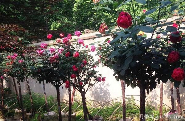 怎么判断月季缺少哪种微量元素?(图1) 怎么判断月季缺少哪种微量元素?(图1)