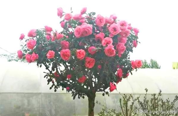 景观月季花谢之后,如何养护可以二次花开?(图1) 景观月季花谢之后,如何养护可以二次花开?(图1)