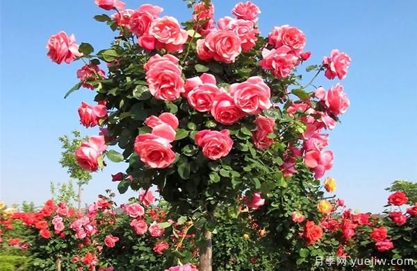南阳树状月季基地:种植月季有哪八大注意点(图1) 南阳树状月季基地:种植月季有哪八大注意点(图1)