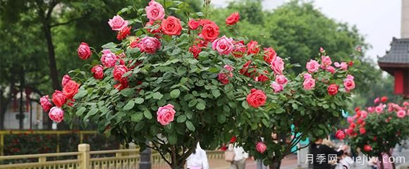 月季花五颜六色,什么会影响树状月季花的颜色呢?(图1) 月季花五颜六色,什么会影响树状月季花的颜色呢?(图1)