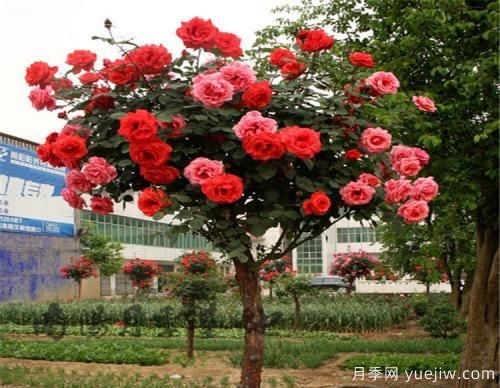 月季花遇到钻蛀型害虫,该怎么解决呢?(图1) 月季花遇到钻蛀型害虫,该怎么解决呢?(图1)